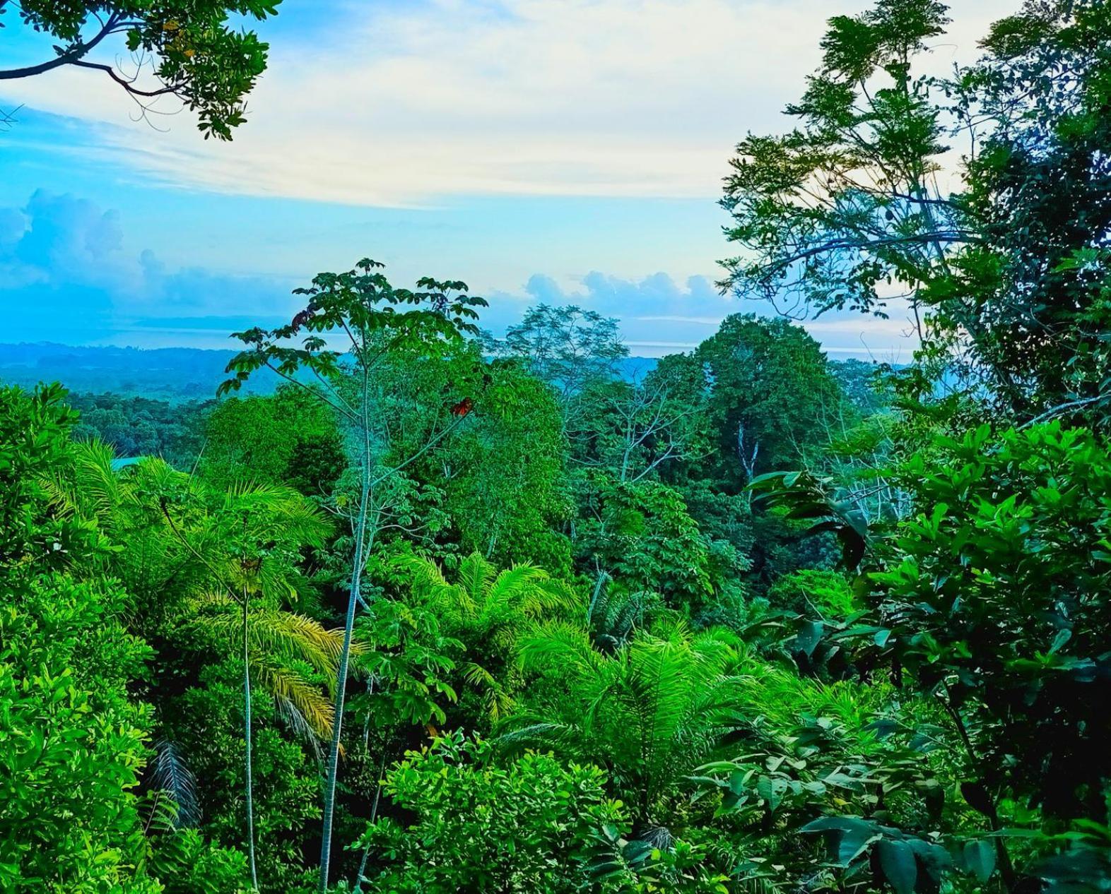 Corcovado Private Villas - Corcovado Private Reserve Puerto Jiménez Buitenkant foto