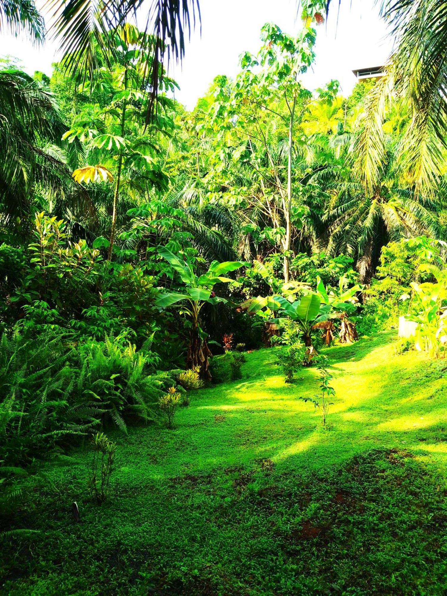 Corcovado Private Villas - Corcovado Private Reserve Puerto Jiménez Buitenkant foto