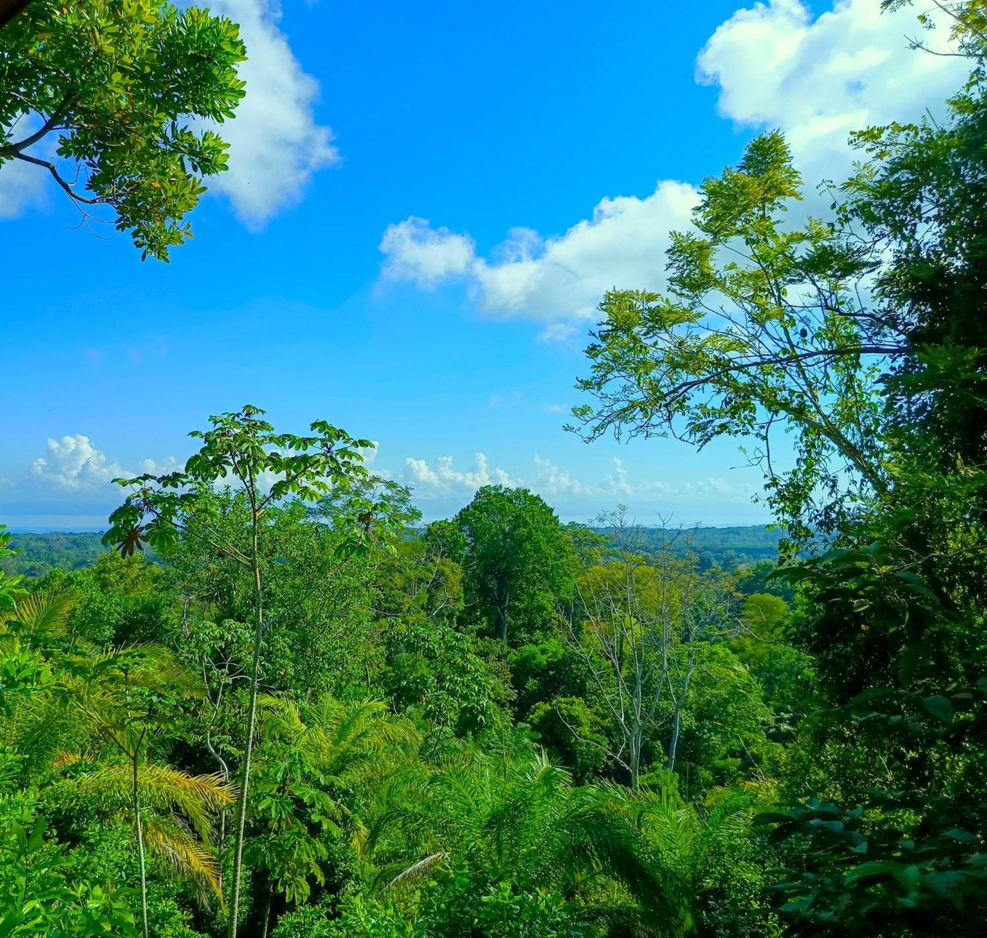 Corcovado Private Villas - Corcovado Private Reserve Puerto Jiménez Buitenkant foto