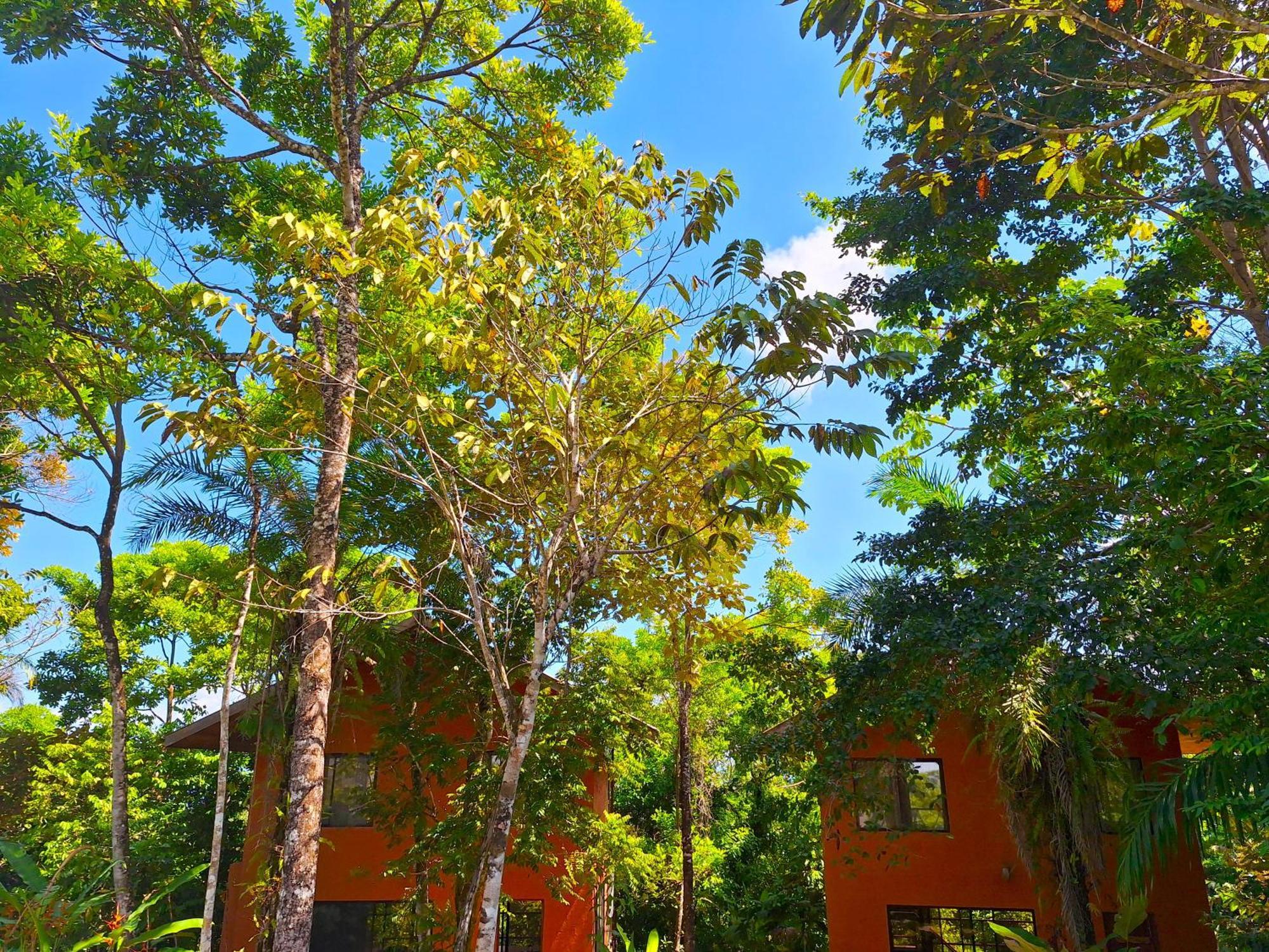 Corcovado Private Villas - Corcovado Private Reserve Puerto Jiménez Buitenkant foto