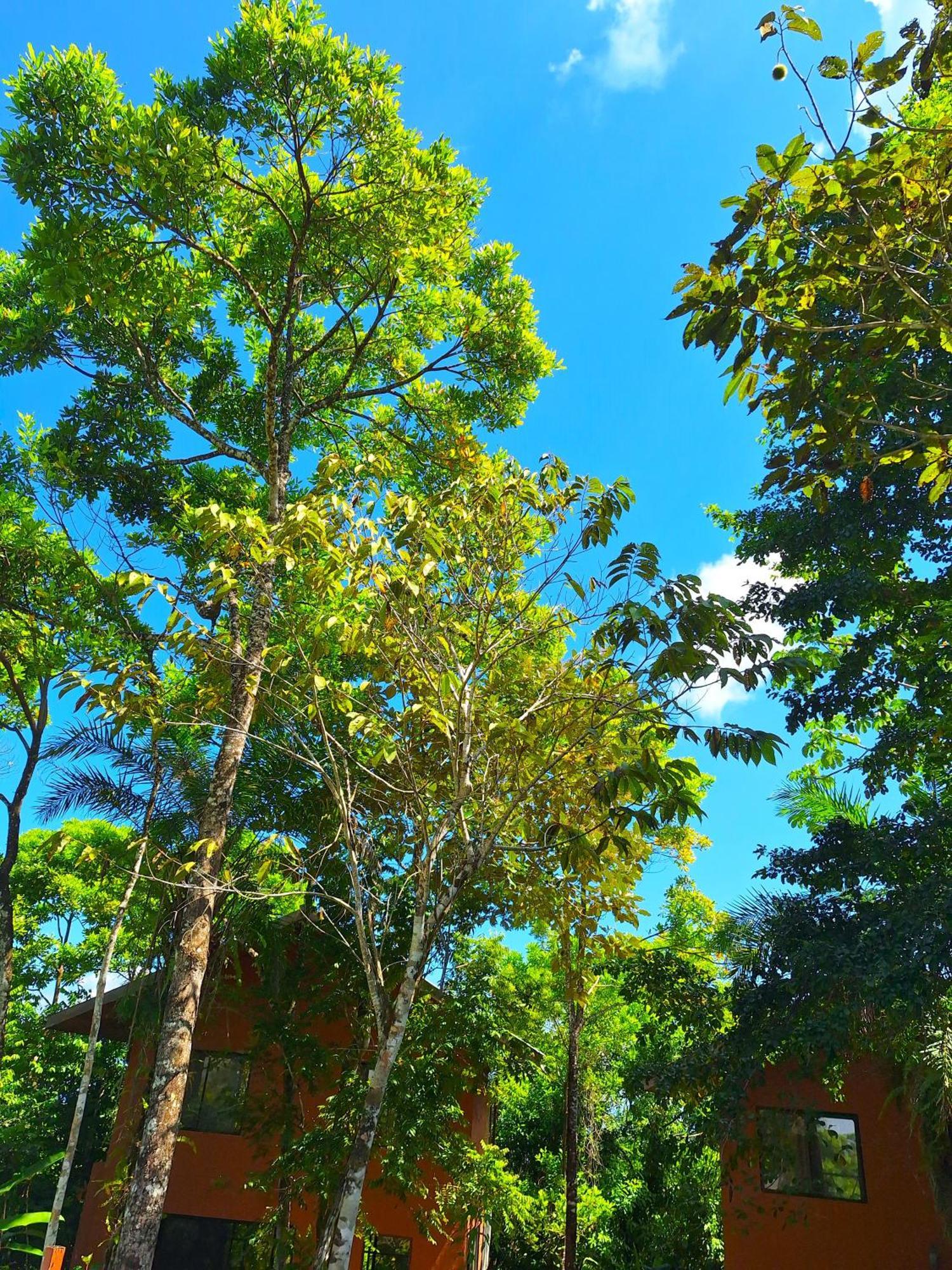 Corcovado Private Villas - Corcovado Private Reserve Puerto Jiménez Buitenkant foto