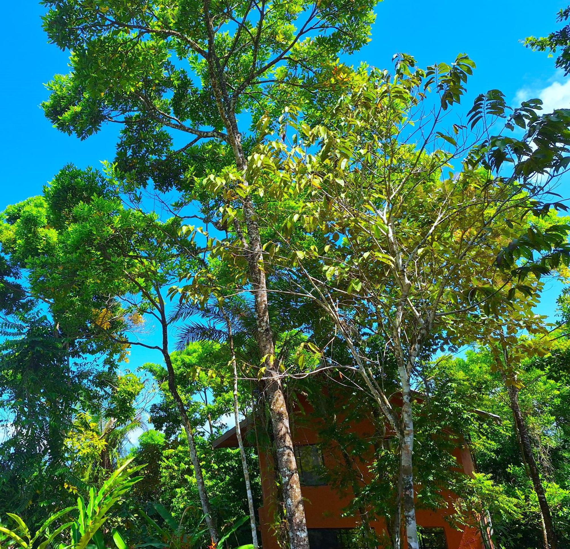 Corcovado Private Villas - Corcovado Private Reserve Puerto Jiménez Buitenkant foto